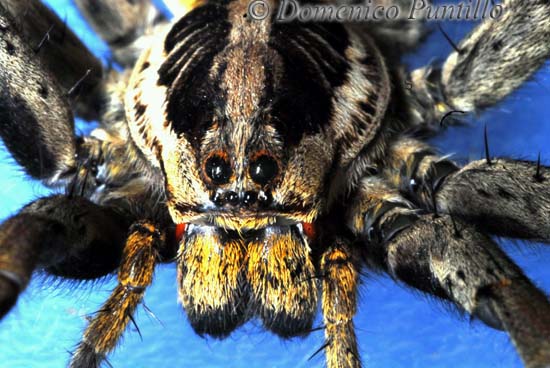 Hogna radiata
